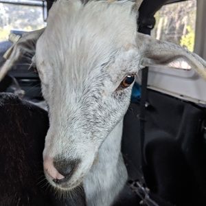 Meet your Posher, Laura